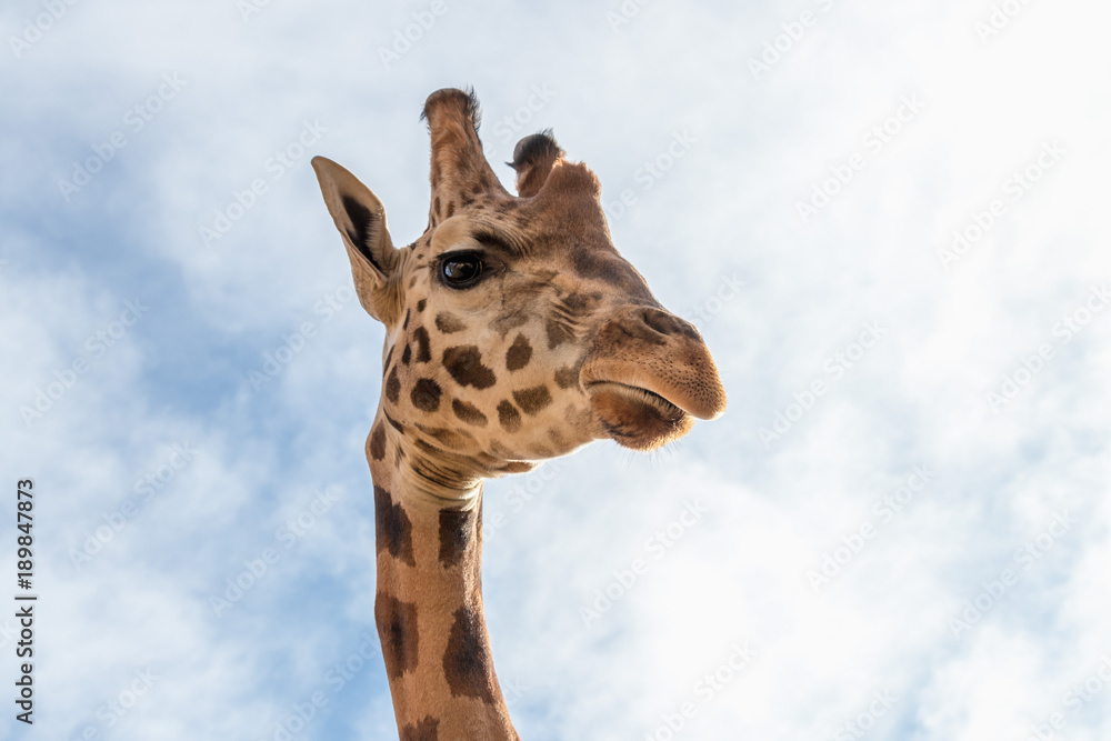Portrait of giraffe (Giraffa camelopardalis) over blue sky with white clouds in wildlife sanctuary