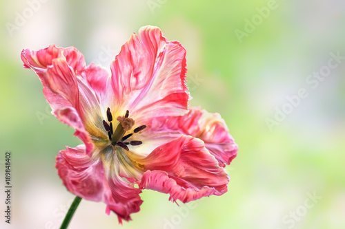 Plakat Tulpenblüte
