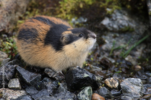 Norwegian lemming Jotunheimen Norway