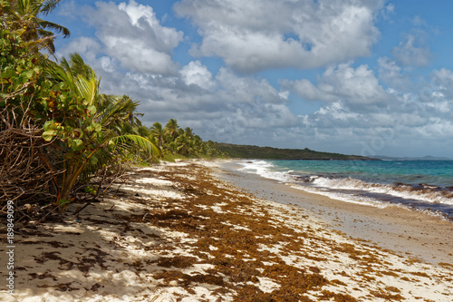 Anse Grosse Roche - Caribbean beach - Le Marin - Martinique - FWI