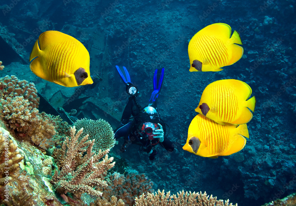 Naklejka premium Underwater photographer, coral reef and School of Masked Butterfly Fish 