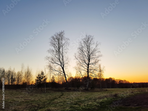 Spring landscape with birch trees in countryside.