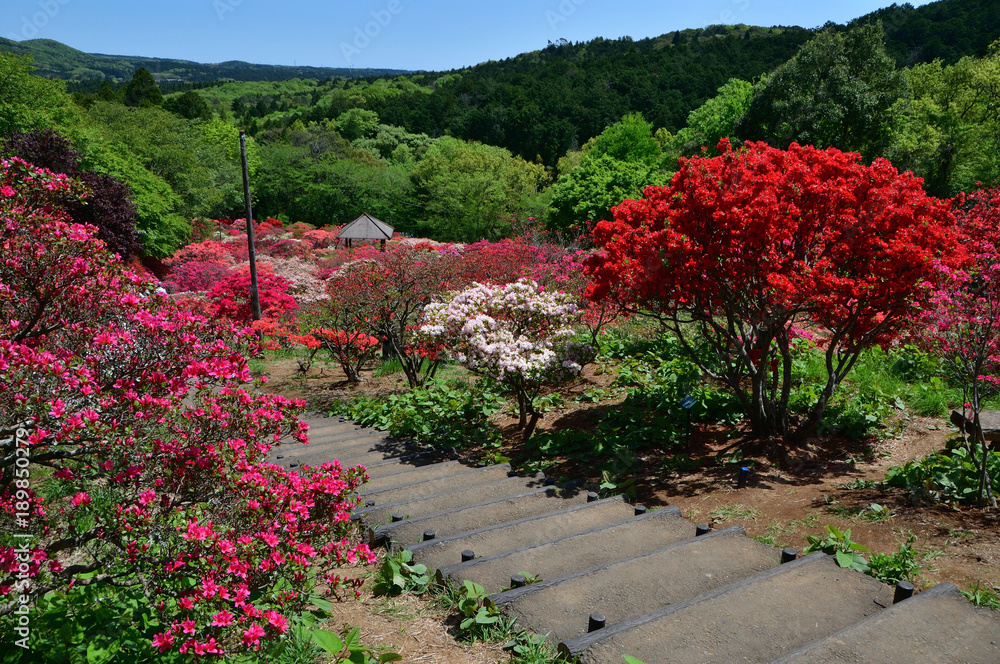 Obraz premium 茨城県笠間市 笠間つつじ公園 満開の笠間つつじ