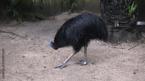 Australian bird cosuarius photo