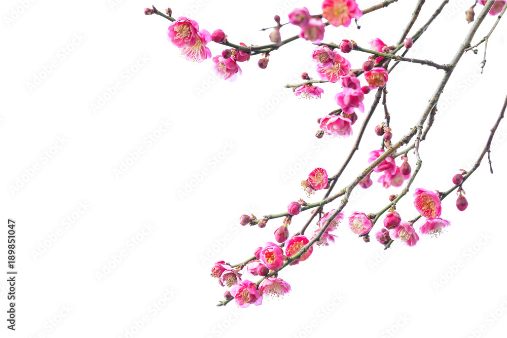 Naklejka premium Plum Blossom in early spring. Located in Plum Blossom Hill, Nanjing, Jiangsu, China.