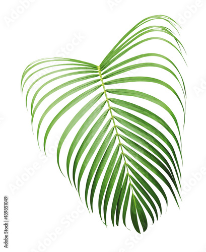 Green tropical leaf of yellow palm isolated on white background with clipping path