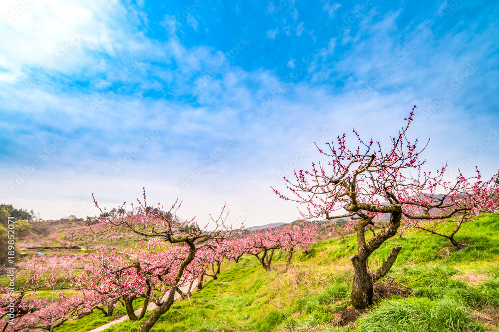 Peach blossoms beautifully bloomed in Gyeongsan bangogji, South Korea.