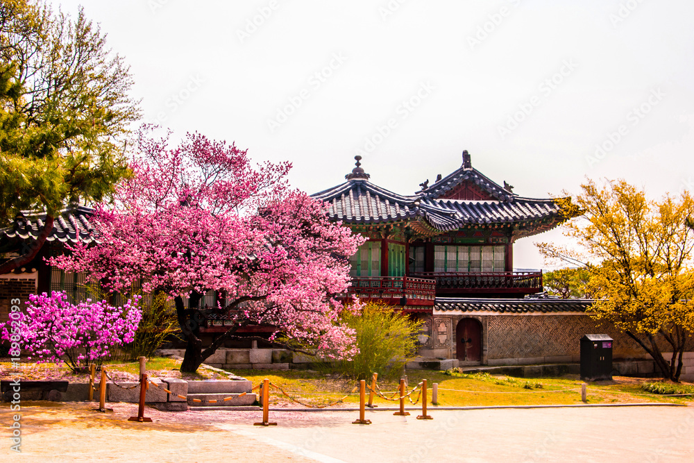 Changdeokgung Palace with beautiful spring flowers - Seoul, South Korea.
