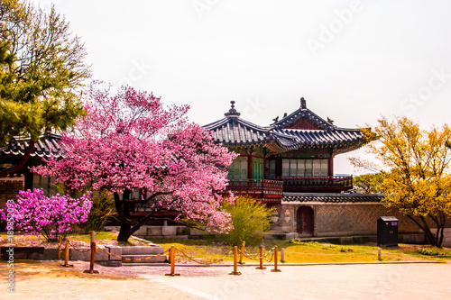 Changdeokgung Palace with beautiful spring flowers - Seoul, South Korea.