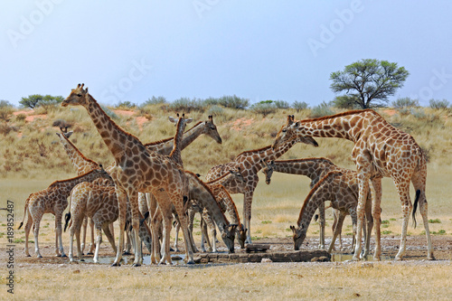 Giraffen am Wasserloch bei Mata Mata