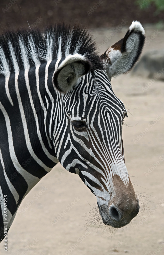 Naklejka premium Grevy`s zebra. Latin name - Equus grevyi