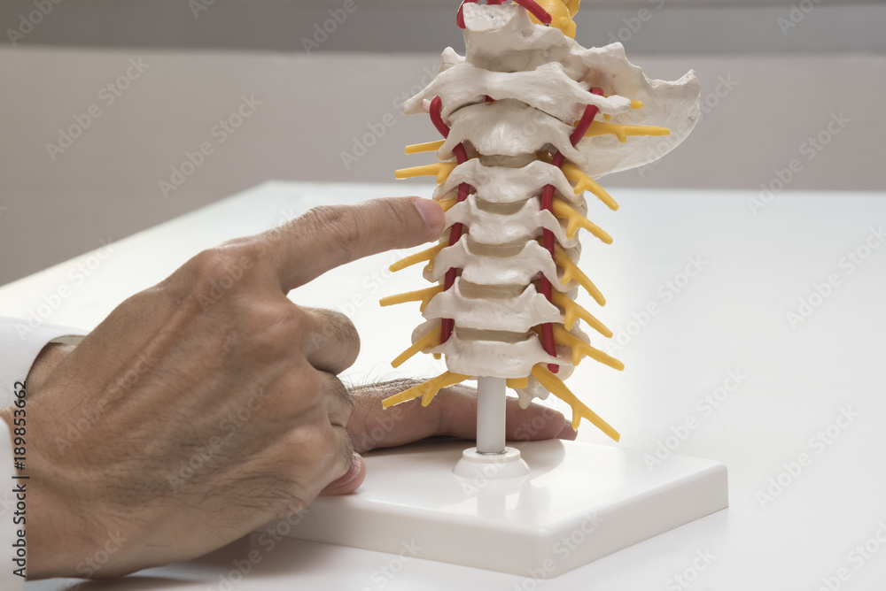 Fototapeta premium Doctor demonstrating cervical spine model anatomy