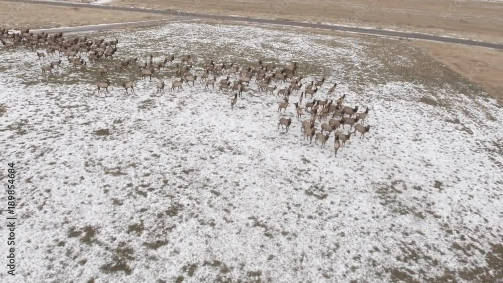 Aerial high rotating shot of a large herd of elk grazing in a field Aerial high rotating shot of a large herd of elk grazing in a field