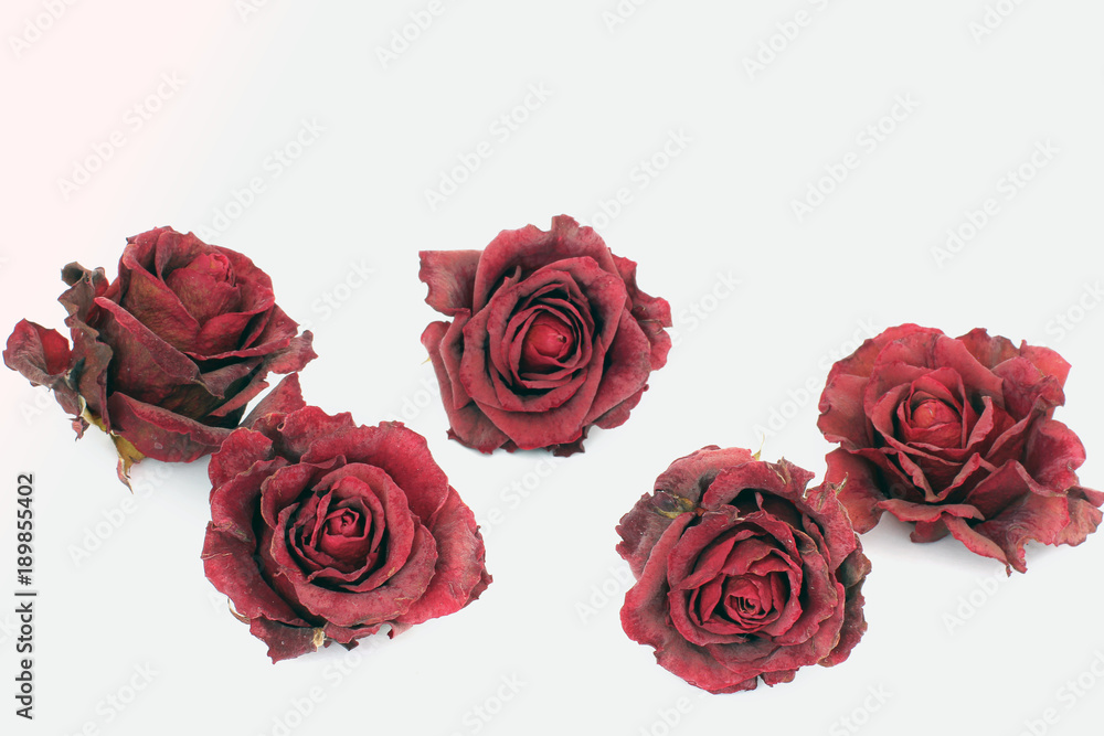 Sluggish red rose on a white background. Dried rose petals on white background. Flowers. Love. Sluggish red rose on a white background. Dried rose petals on white background. Flowers. Love.