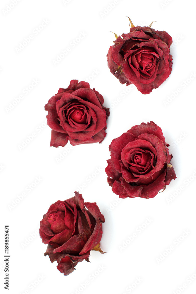 Fototapeta premium Sluggish red rose on a white background. Dried rose petals on white background. Flowers. Love.