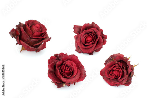 Sluggish red rose on a white background. Dried rose petals on white background. Flowers. Love.