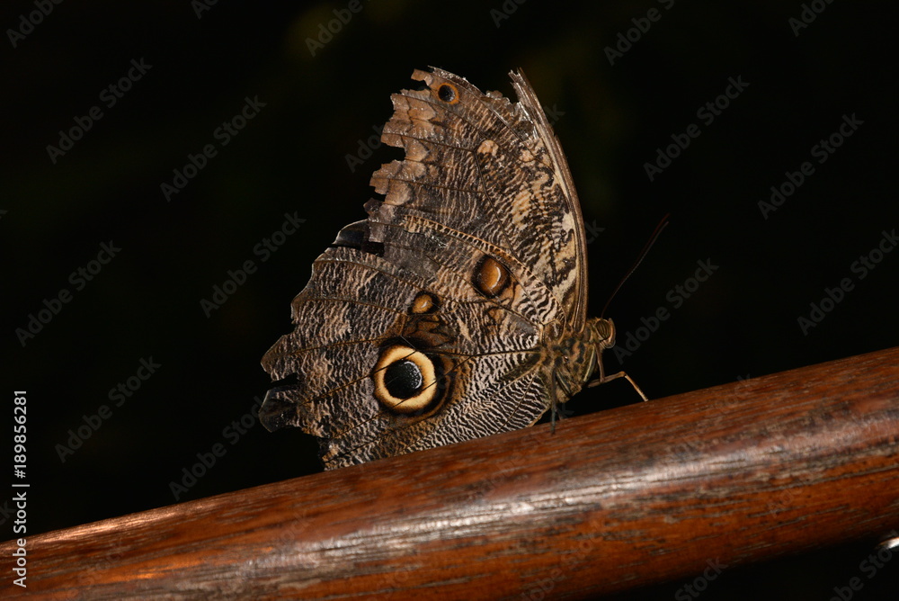 Fototapeta premium Schmetterling