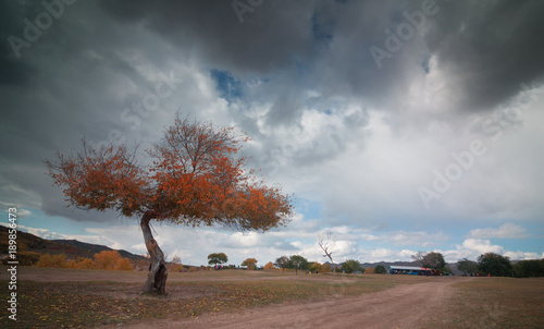 The image of Bashang in Hebei, China