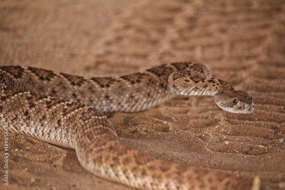 Close up of a Rattle Snake Crossing a Dirtroad Close up of a Rattle Snake Crossing a Dirtroad
