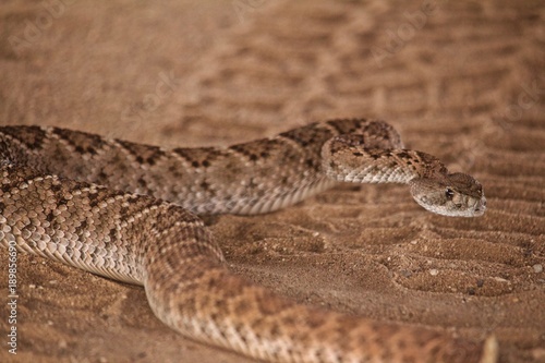 Close up of a Rattle Snake Crossing a Dirtroad