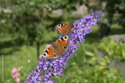 Tagpfauenauge (Aglais io) - European peacock