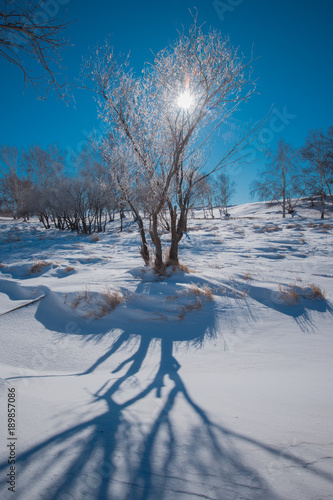 The landscape of Bashang in Hebei, China