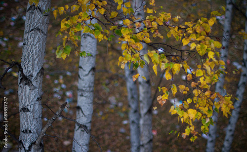 image of Bashang in Hebei, China