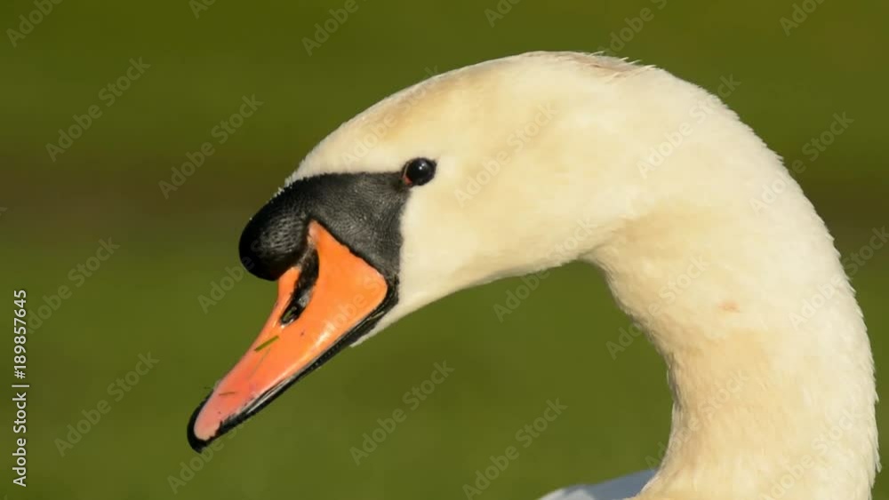Mute Swan, Swans, Cygnus olor Mute Swan, Swans, Cygnus olor