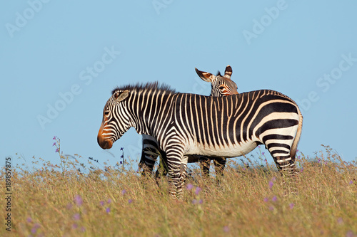 Cape mountain zebras  Equus zebra  in grassland  Mountain Zebra National Park  South Africa.