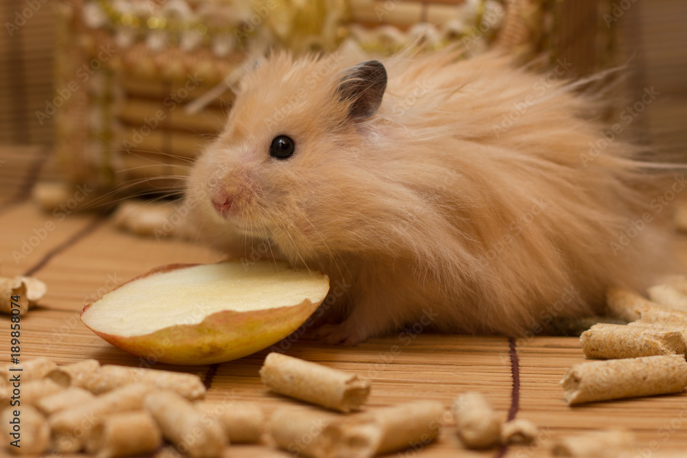 Funny Syrian hamster eating an Apple Stock Photo | Adobe Stock