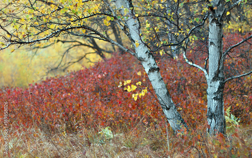 image of Bashang in Hebei, China