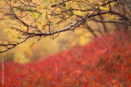 image of Bashang in Hebei, China
