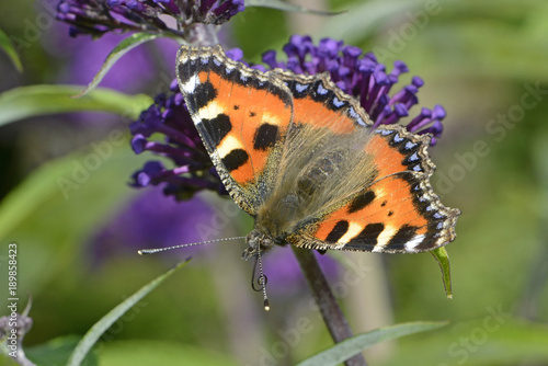 Kleiner Fuchs (Aglais urticae) - Small tortoiseshell photo