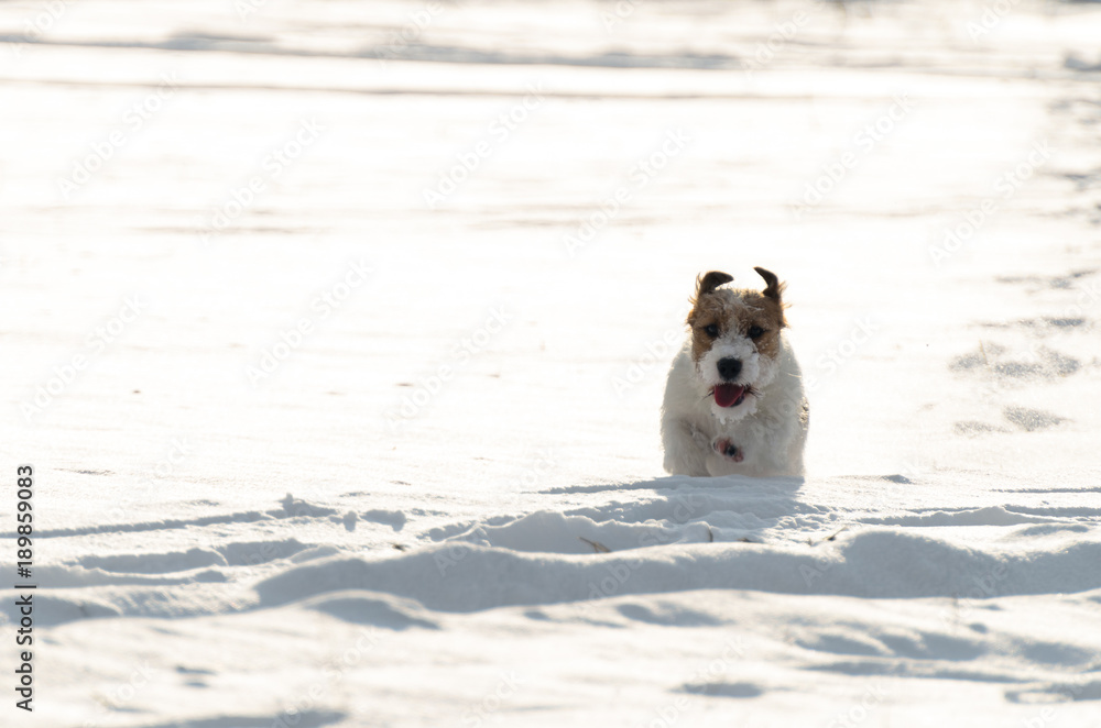 A small white Jack Russell Terrier dog is playing around in a meadow where there is a lot of snow in the winter. 