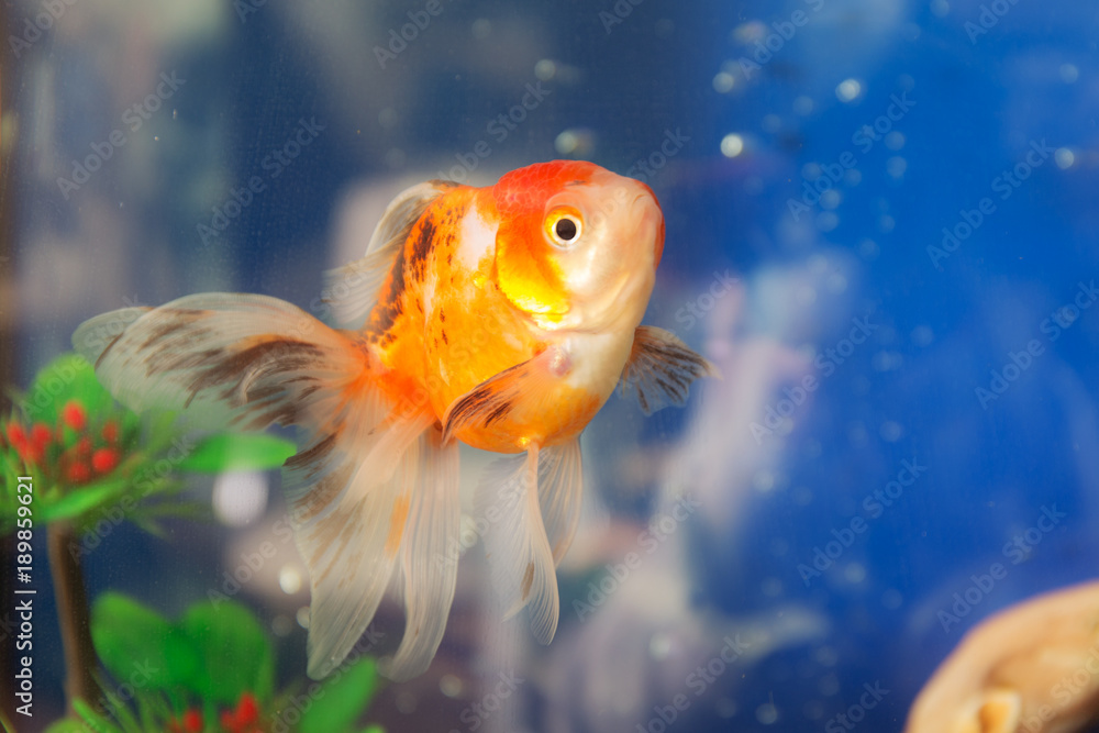 goldfish in water closeup
