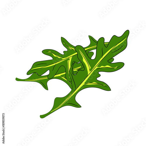 Vector plant Ruccola on white background.