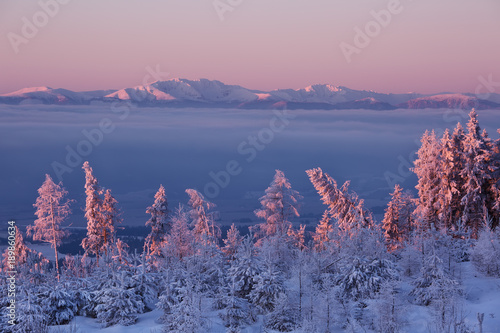 Larch and fir trees covered with frost at sunrise on the slope in Tatranska Lomnica, popular travel destination and ski resort in Slovakia