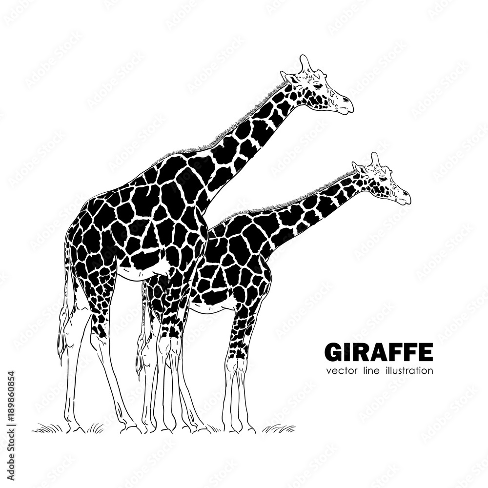 Fototapeta premium Two isolated Giraffe. Line design. Silhouette