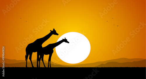 Two Giraffe against the setting sun and hills. Silhouette