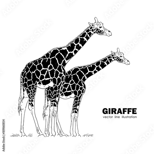 Two isolated Giraffe. Line design. Silhouette