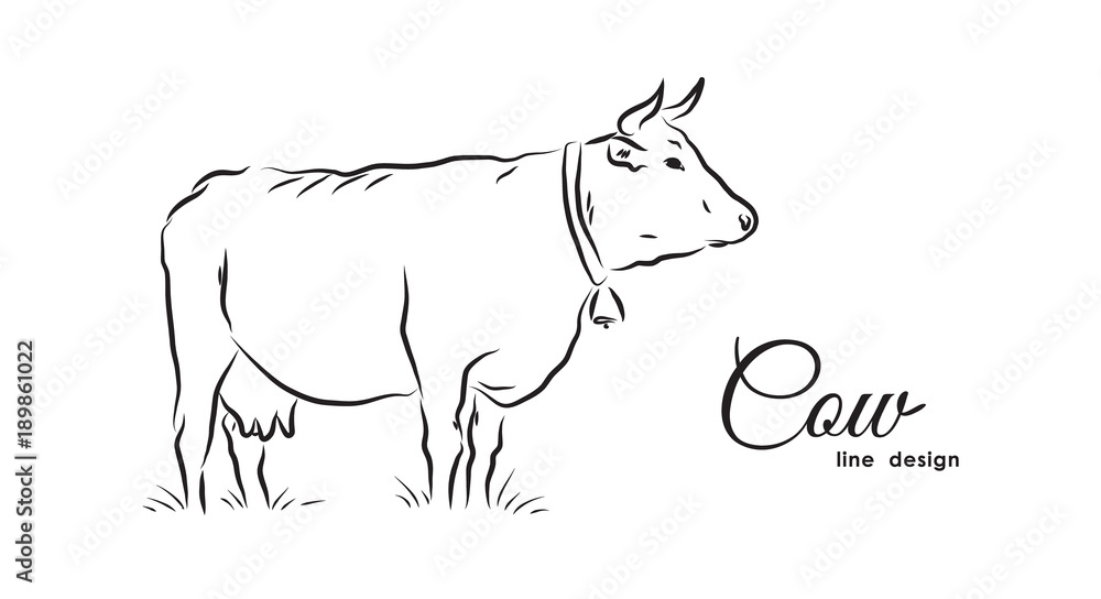 Fototapeta premium Hand-drawn isolated Cow on white background. Line design