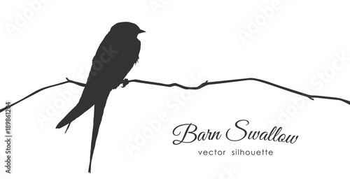 Silhouette of Barn Swallow sitting on a dry branch.