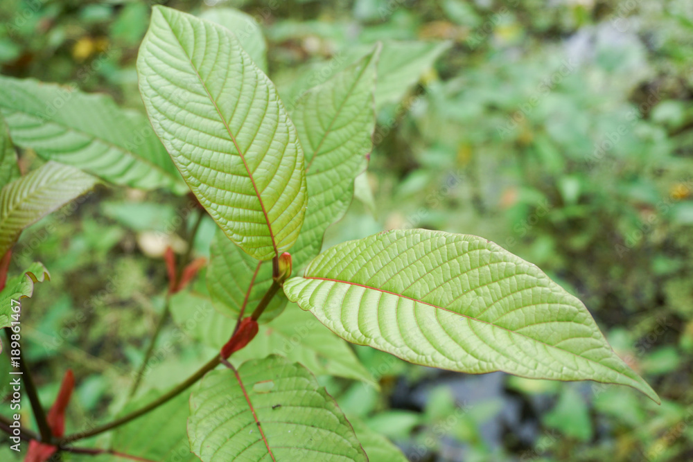 Mitragyna speciosa, commonly known as kratom (Thailand) or ketum in Malaysia, is a tropical medicine herbal in Asia. Mitragyna speciosa, commonly known as kratom (Thailand) or ketum in Malaysia, is a tropical medicine herbal in Asia.