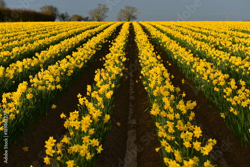 Fototapeta Naklejka Na Ścianę i Meble -  Spring Daffodils, Jersey, U.K.
Agricultural flower crop.