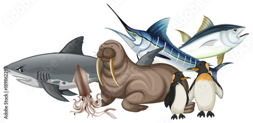 Different types of sea animals on white