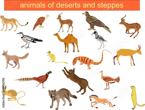 Desert and steppe animals vector big set.