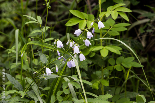 Purple bells flowers in summer forest