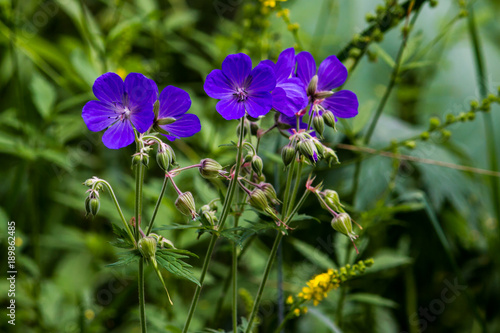 Purple flowers in grass in summer forest