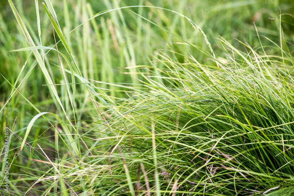The thick green grass as background The thick green grass as background