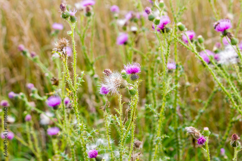 A few flowers of thistles in the green grass